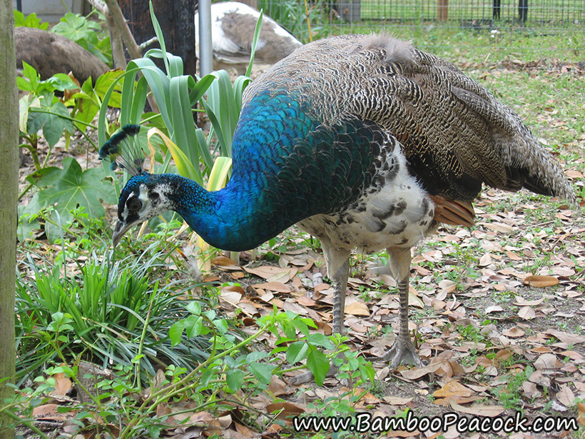 Yearling peacock